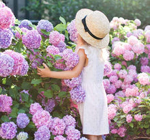 Load image into Gallery viewer, HYDRANGEA