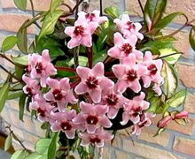 Load image into Gallery viewer, HOYA - Carnosa Krimson Princess Tri-Color