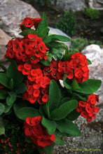 Load image into Gallery viewer, CROWN OF THORNS - Euphorbia milii