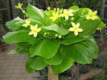 Load image into Gallery viewer, HAWAIIAN PALM - Brighamia insignis EXTREMELY RARE