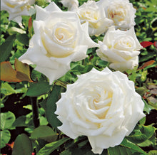 Load image into Gallery viewer, John F. Kennedy Hybrid Tea Rose