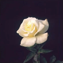 Load image into Gallery viewer, John F. Kennedy Hybrid Tea Rose