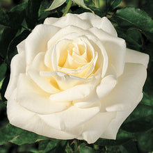 Load image into Gallery viewer, John F. Kennedy Hybrid Tea Rose