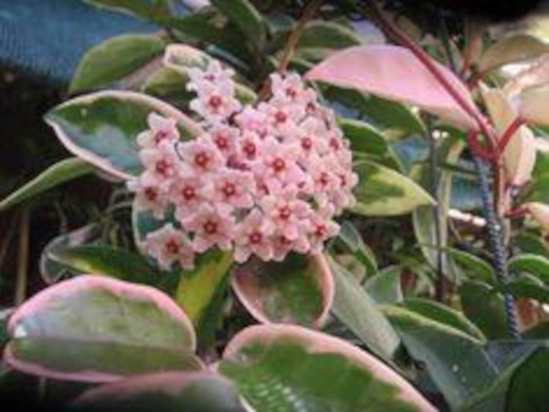 HOYA Krimson Queen – Cash Your Greens