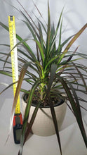 Load image into Gallery viewer, MADAGASCAR DRAGON TREE
