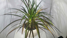 Load image into Gallery viewer, MADAGASCAR DRAGON TREE