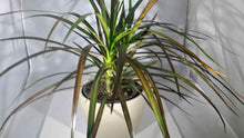 Load image into Gallery viewer, MADAGASCAR DRAGON TREE