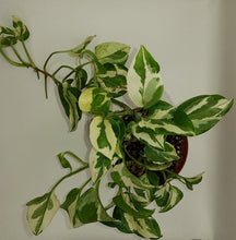 Load image into Gallery viewer, NJOY POTHOS