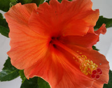 Load image into Gallery viewer, HIBISCUS