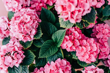Load image into Gallery viewer, HYDRANGEA