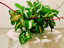 Load image into Gallery viewer, HOYA - Carnosa Krimson Princess Tri-Color