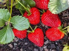 Load image into Gallery viewer, STRAWBERRY PLANTS - EVERBEARING SEASCAPE 3 PLANTS