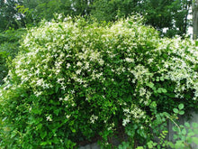 Load image into Gallery viewer, SWEET AUTUMN - CLEMATIS