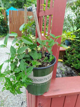 Load image into Gallery viewer, SWEET AUTUMN - CLEMATIS