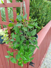 Load image into Gallery viewer, SWEET AUTUMN - CLEMATIS