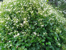 Load image into Gallery viewer, SWEET AUTUMN - CLEMATIS