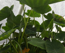 Load image into Gallery viewer, ELEPHANT EARS / TARO