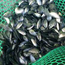 Load image into Gallery viewer, HOW TO BUILD A FISH HATCHERY By Gregg Stephens