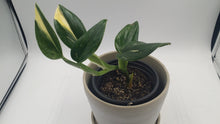 Load image into Gallery viewer, Philodendron Cobra Rare Variegated
