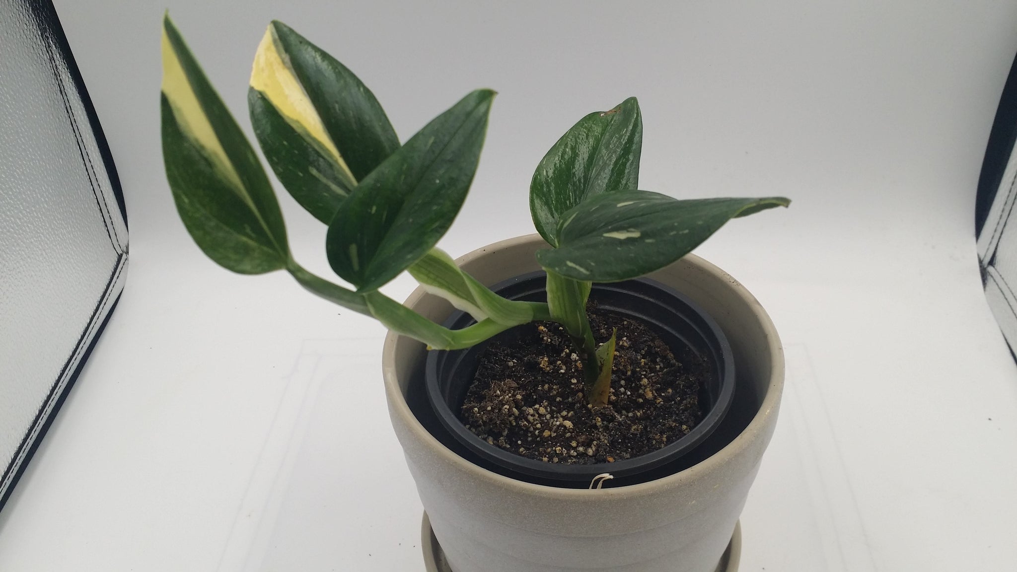 philodendron cobra variegated Philodendron Cobra Rare Variegated – Cash Your Greens