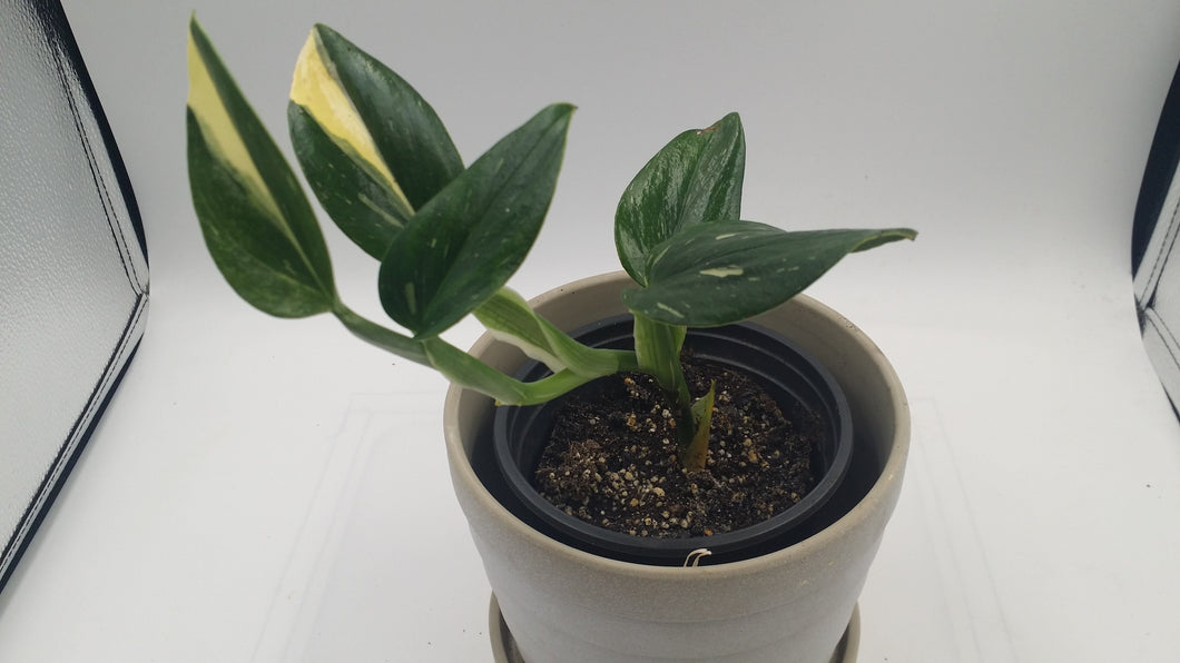 Philodendron Cobra Rare Variegated