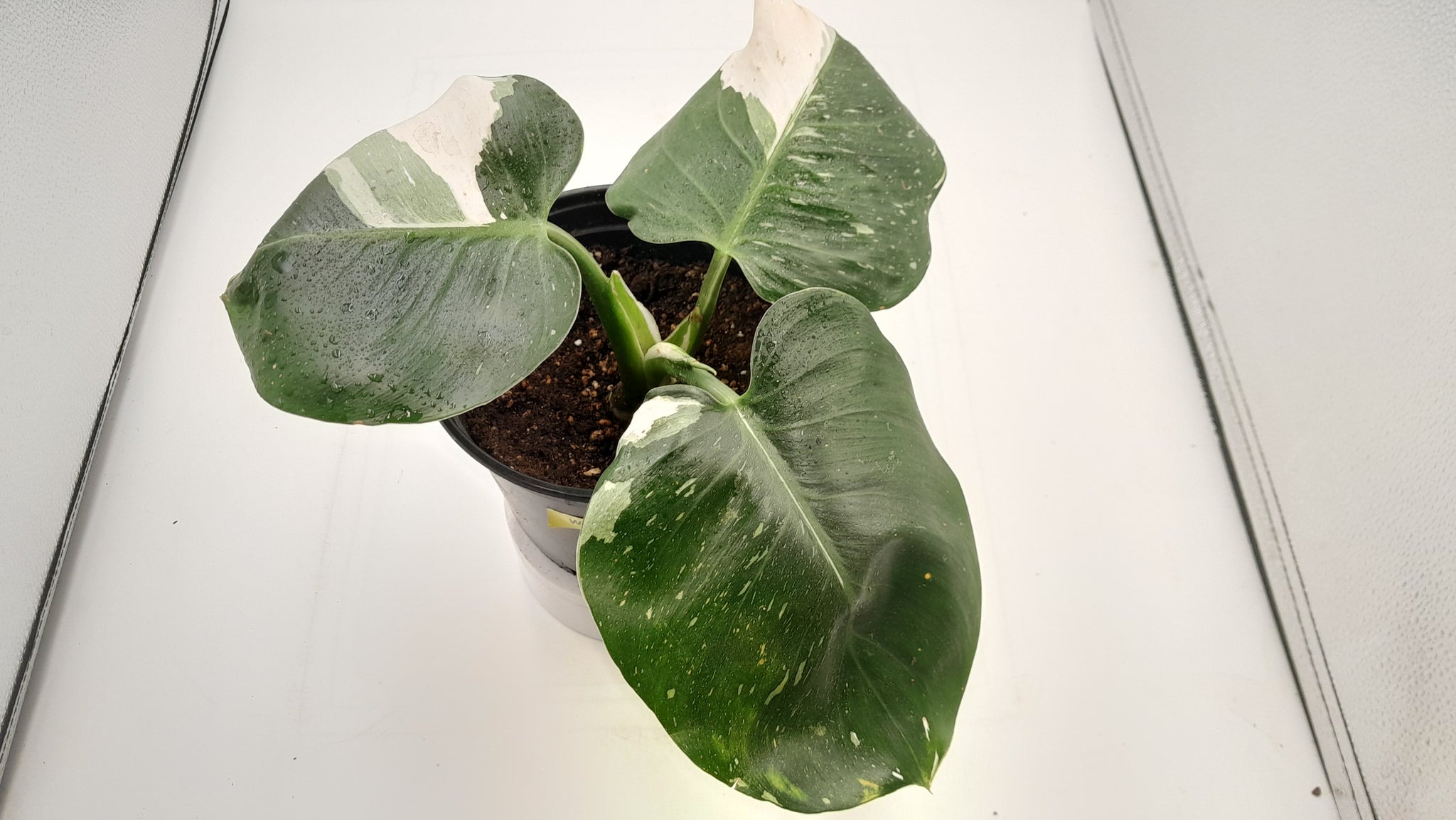 white wizard philodendron soil WHITE WIZARD