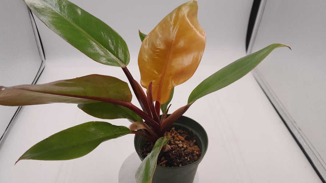 PRINCE OF ORANGE - Philodendron