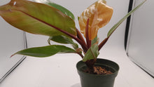 Load image into Gallery viewer, PRINCE OF ORANGE - Philodendron
