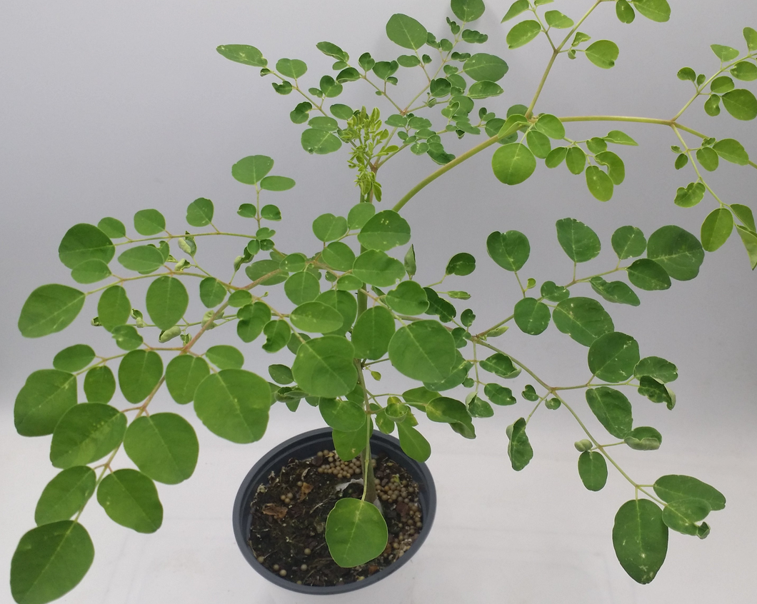 Moringa oleifera