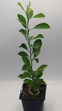 Load image into Gallery viewer, CALAMONDIN- Starter Plants 12 in. Seedlings
