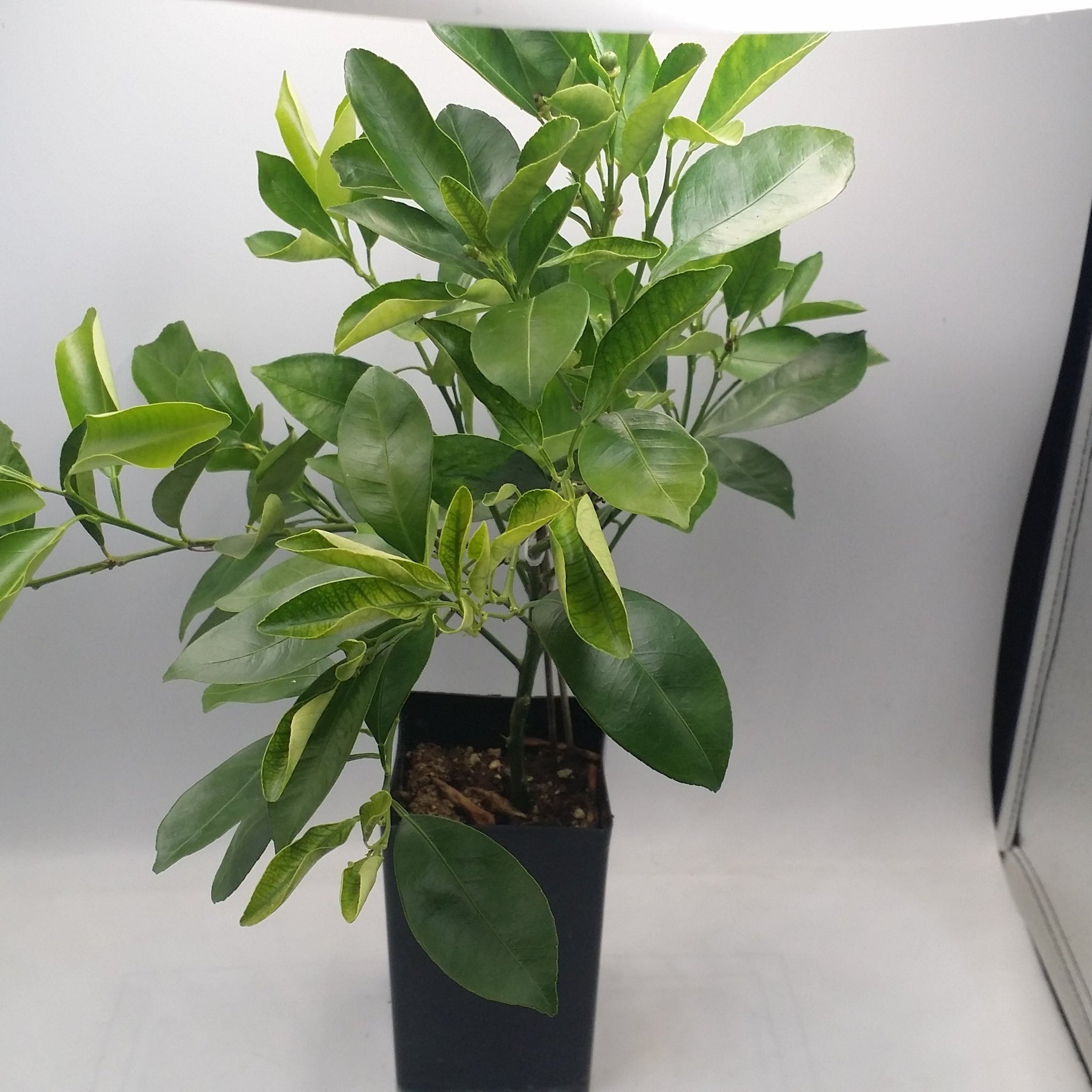 buy cheap calamondin tree in china town CALAMONDIN CITRUS TREE – Cash Your Greens