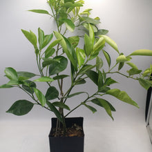 Load image into Gallery viewer, CALAMONDIN CITRUS TREE
