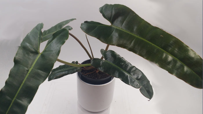 dark leaf philodendron black PHILODENDRON BLACK BILLIETAIE