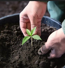 Load image into Gallery viewer, AZATEK PREMIUM CANNABIS POTTING MIX
