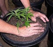 Load image into Gallery viewer, AZATEK PREMIUM CANNABIS POTTING MIX
