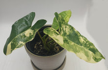 Load image into Gallery viewer, PHILODENDRON BURLE MARX - Variegated RARE
