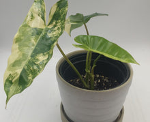 Load image into Gallery viewer, PHILODENDRON BURLE MARX - Variegated RARE
