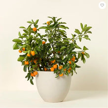 Load image into Gallery viewer, CALAMONDIN- Starter Plants 12 in. Seedlings
