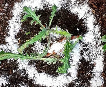 Load image into Gallery viewer, INSECT &amp; PEST CONTROL - DIATOMACEOUS EARTH
