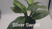 Load and play video in Gallery viewer, SILVER SWORD - Philodendron
