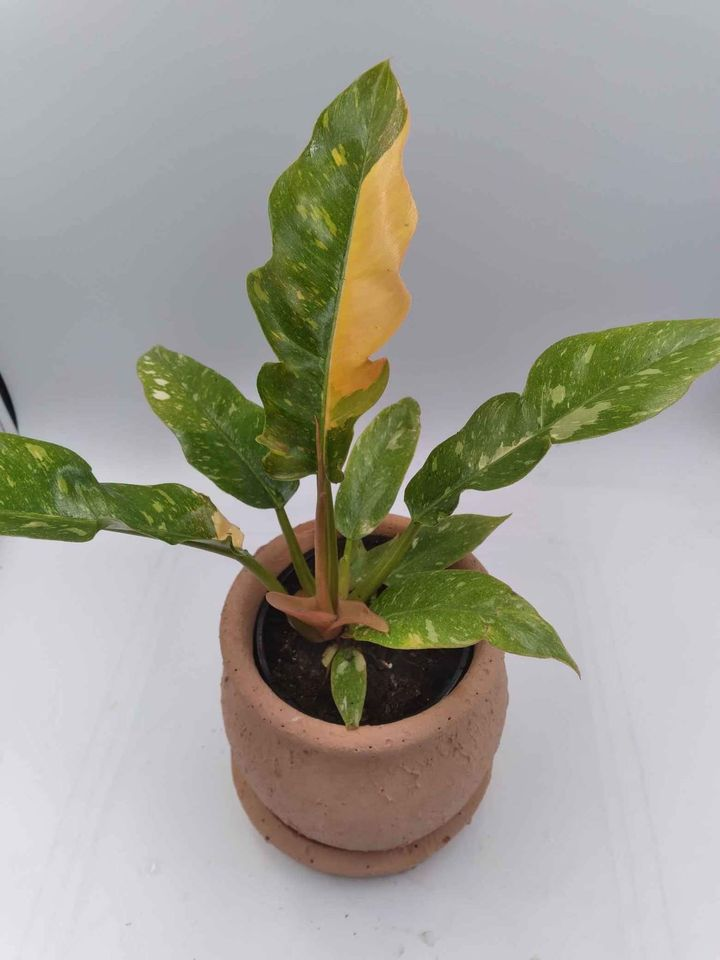 Philodendron Ring of Fire