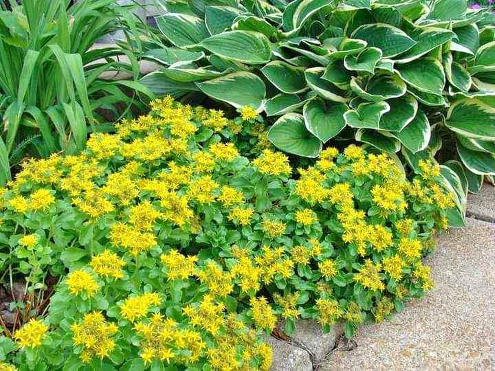 GOLDEN CREEPING SEDUM