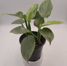 Load image into Gallery viewer, SILVER SWORD - Philodendron
