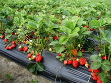 Load image into Gallery viewer, STRAWBERRY PLANTS - EVERBEARING SEASCAPE 3 PLANTS
