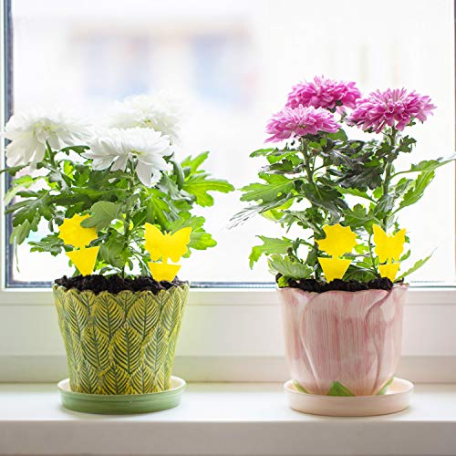 gnat traps for indoor plants Mosqueda Fruit Fly Traps Fungus Gnat Traps Yellow Sticky Bug Traps 36 – Cash Your Greens