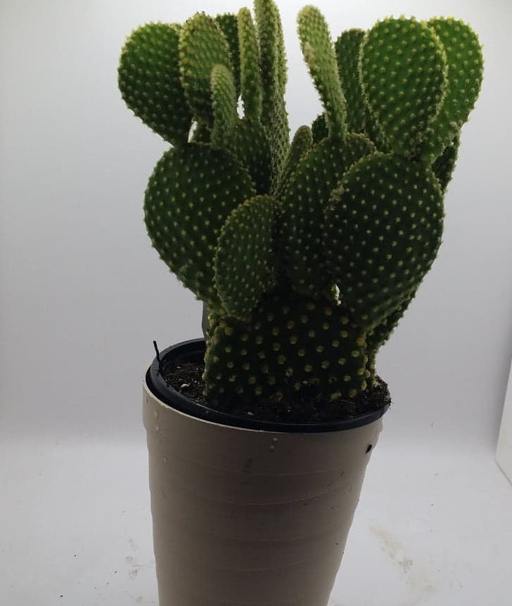 ANGEL WING CACTUS