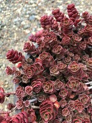 dragons blood succulent DRAGON BLOOD SEDUM – Cash Your Greens