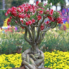 Load image into Gallery viewer, DESERT ROSE
