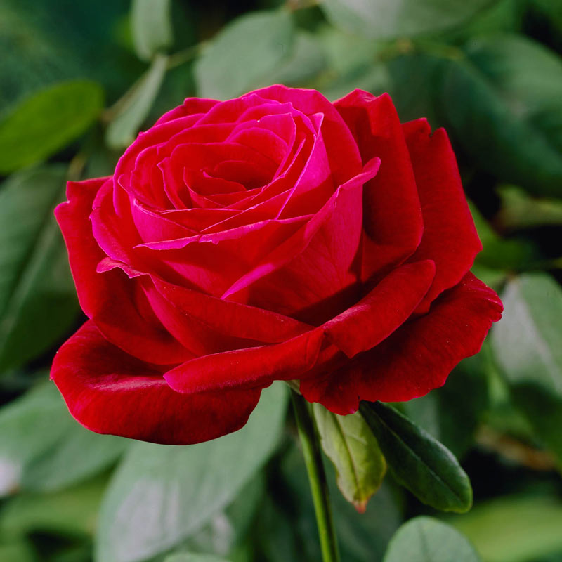 MR LINCOLN - Hybrid Tea Rose BARE ROOT ROSE