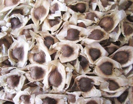 MORINGA SEEDS 25 seeds